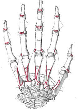 Skelett der Hand